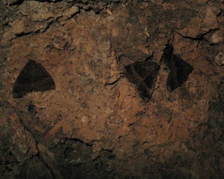 Mormo maura (Lepidoptera, Noctuidae)